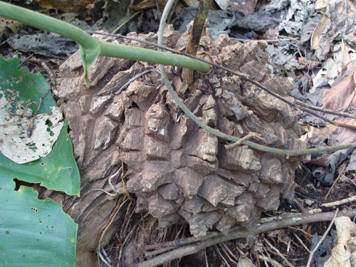 Dioscorea mexicana, photograph 1