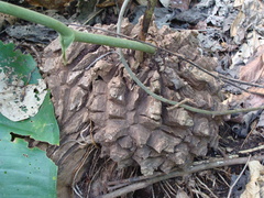 Dioscorea mexicana, photograph (c) Alexis López Hernández, some rights reserved (CC BY)