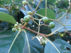 Cordia collococca