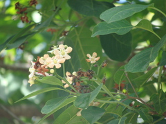 Bourreria mollis