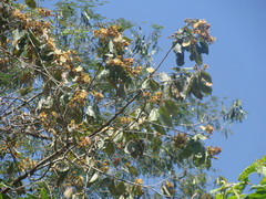 Luehea candida