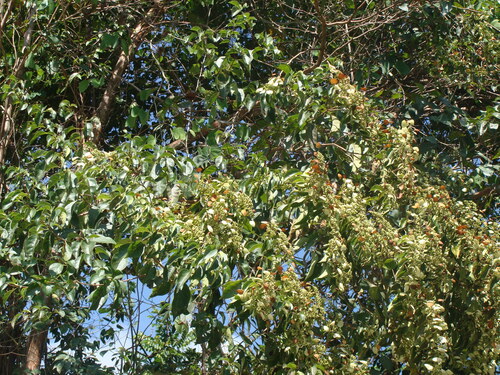 Calycophyllum candidissimum