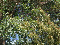 Calycophyllum candidissimum