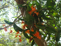 Guarianthe aurantiaca, photograph (c) Alexis López Hernández, some rights reserved (CC BY)