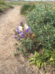 Lupinus variicolor
