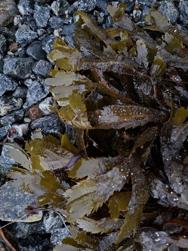Saw Wrack