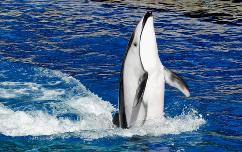 Pacific White-sided Dolphin