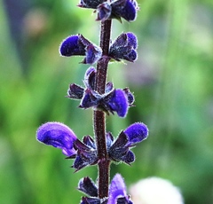 Salvia pratensis
