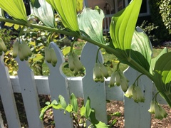 Polygonatum