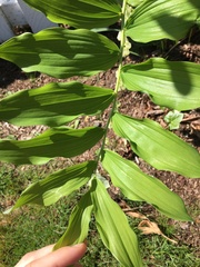 Polygonatum