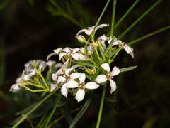 Zieria laevigata, photograph (c) Austen Armstrong, some rights reserved (CC BY)