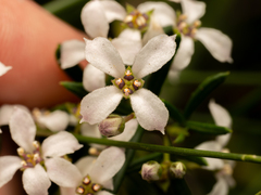 Zieria laevigata, photograph (c) Austen Armstrong, some rights reserved (CC BY)