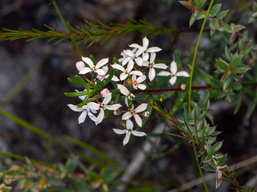 Zieria laevigata, photograph 4