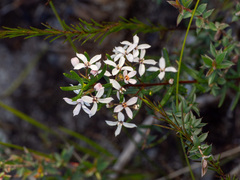 Zieria laevigata, photograph (c) Austen Armstrong, some rights reserved (CC BY)