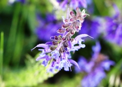 Salvia pratensis