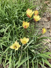 Tulipa clusiana