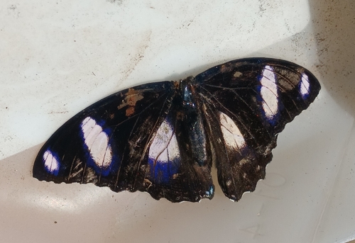 Danaid Eggfly