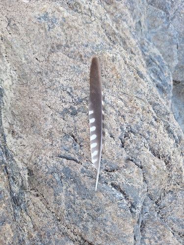Plume de Pic de Sharpe
