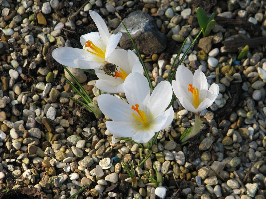Crocus malyi