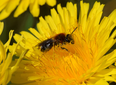 Andrena haemorrhoa
