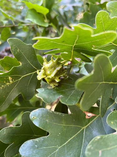 Knopper Gall Wasp
