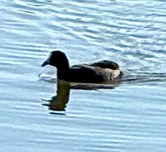 Eurasian Coot