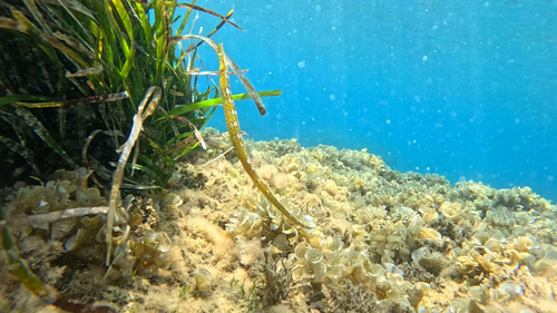 Broadnosed Pipefish