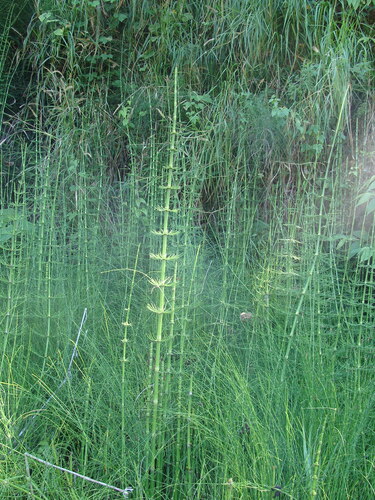 Equisetum myriochaetum, photograph 2