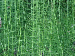 (c) Alexis López Hernández, some rights reserved (CC BY) Equisetum myriochaetum, photograph (c) Alexis López Hernández, some rights reserved (CC BY)
