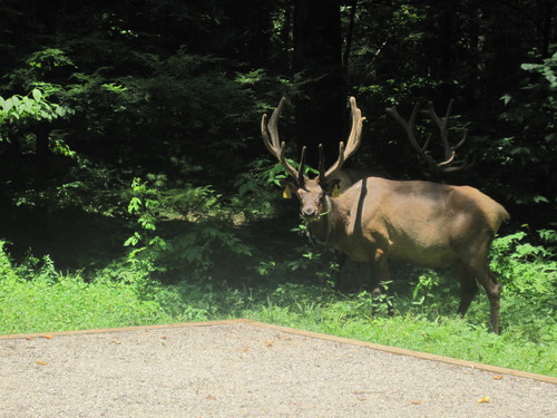 Elk photographed in North Carolina
