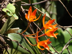 Guarianthe aurantiaca, photograph (c) Alexis López Hernández, some rights reserved (CC BY)