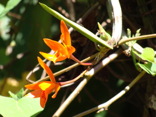Guarianthe aurantiaca, photograph 5