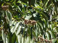 Trichospermum mexicanum