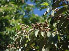 Trichospermum mexicanum, photograph (c) Alexis López Hernández, some rights reserved (CC BY)