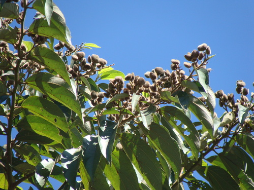 Trichospermum mexicanum, photograph 3