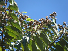 Trichospermum mexicanum, photograph (c) Alexis López Hernández, some rights reserved (CC BY)