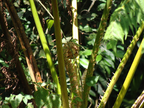 Cyathea costaricensis, photograph 2