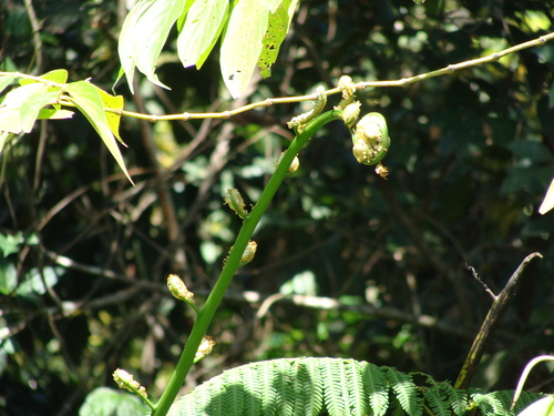 Cyathea costaricensis, photograph 1