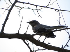 Mimus polyglottos