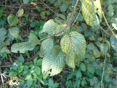 Gouania lupuloides