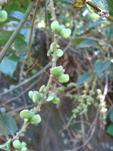 Gouania lupuloides, photograph 4