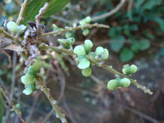 Gouania lupuloides, photograph (c) Alexis López Hernández, some rights reserved (CC BY)