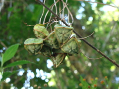 Bomarea edulis