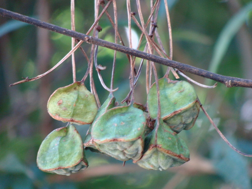 Bomarea edulis, photograph 2