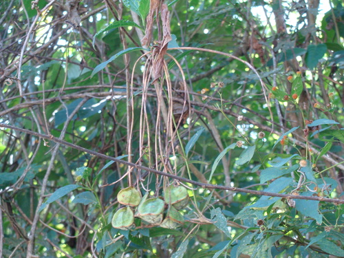Bomarea edulis, photograph 3