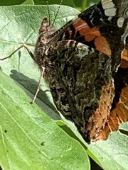 Vanessa atalanta