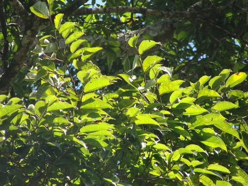 Brosimum alicastrum, photograph 3
