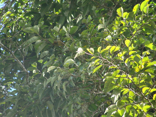 Brosimum alicastrum, photograph 2