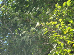 Brosimum alicastrum, photograph (c) Alexis López Hernández, some rights reserved (CC BY)