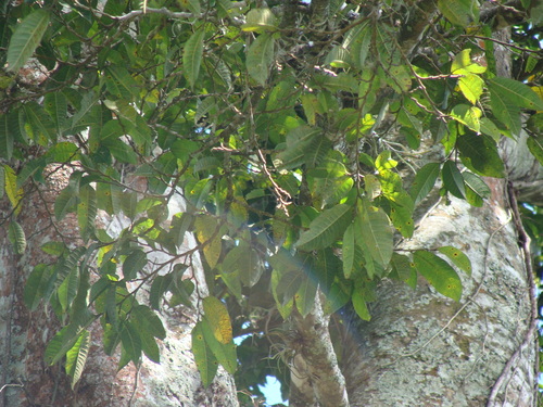 Brosimum alicastrum